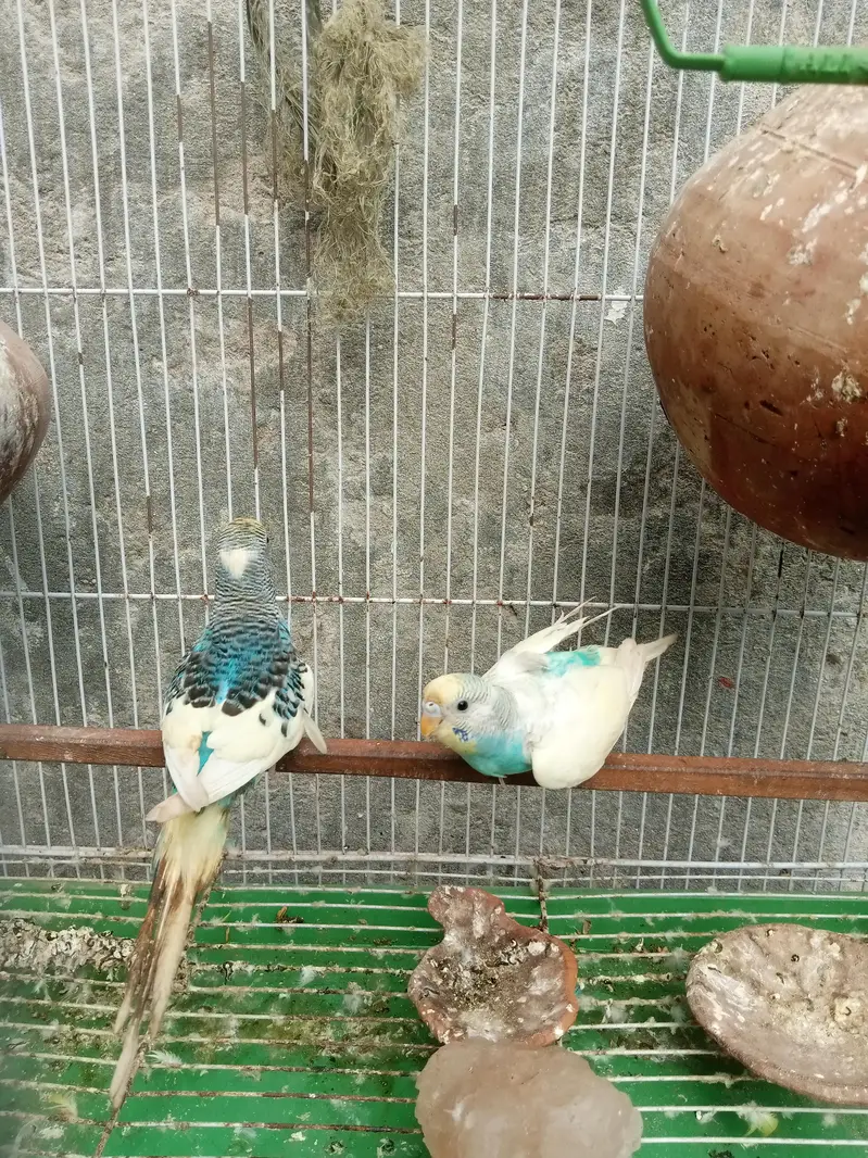 BUDGIE PAIR FOR SALE — photo 2