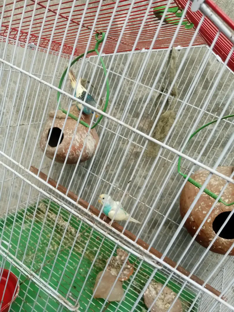 BUDGIE PAIR FOR SALE — photo 3
