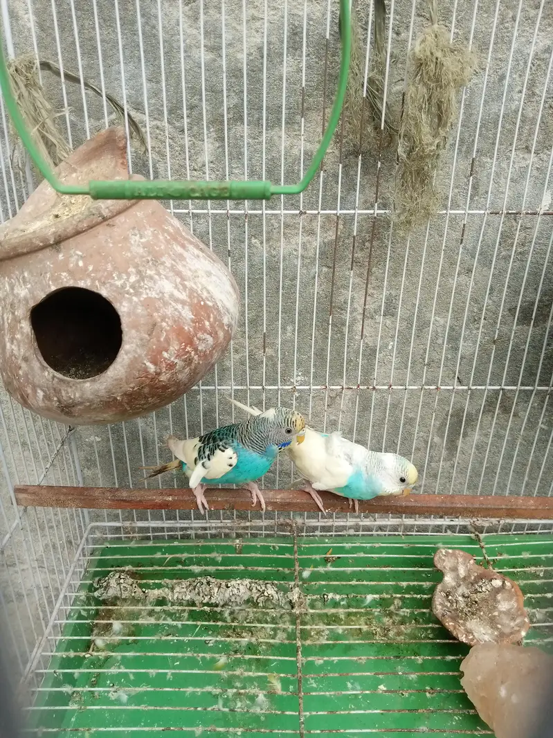 BUDGIE PAIR FOR SALE — photo 4