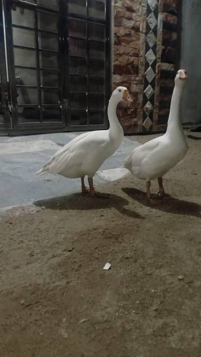 duck for sale