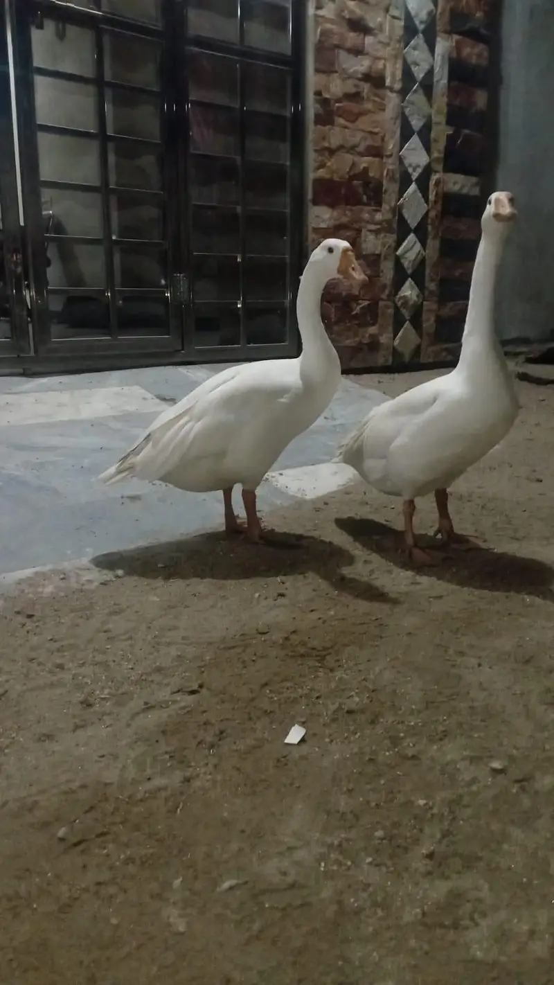 duck for sale