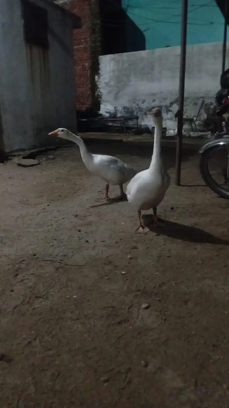 duck for sale — photo 2
