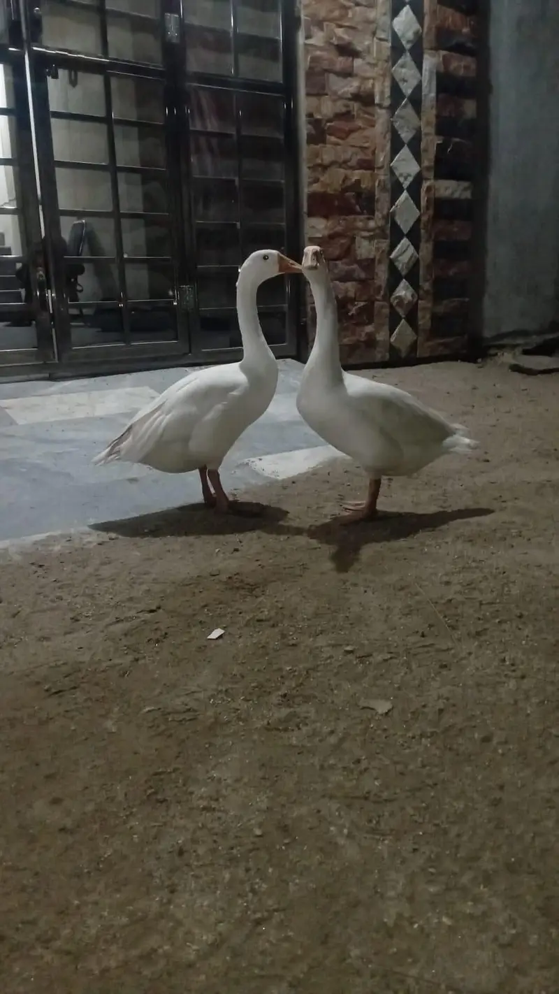duck for sale — photo 3