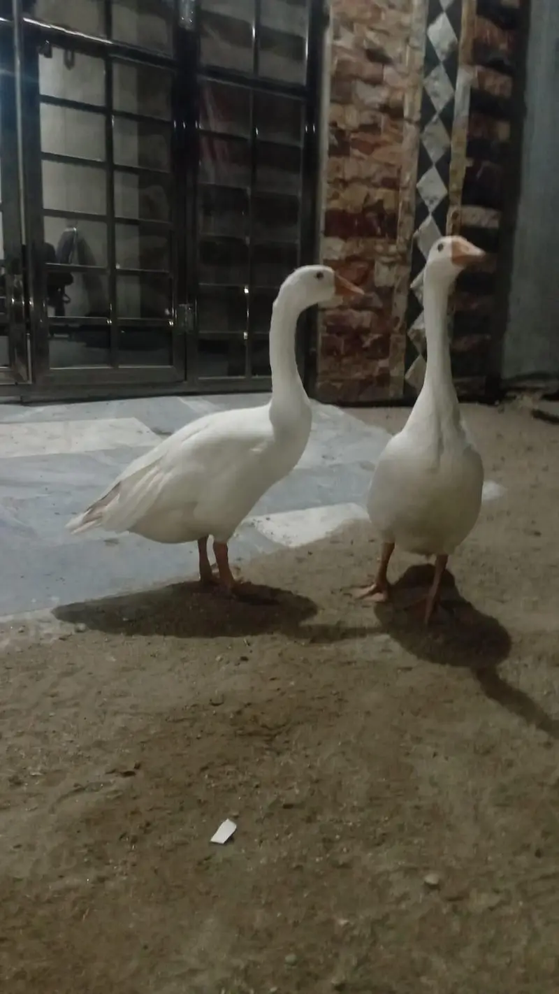 duck for sale — photo 4