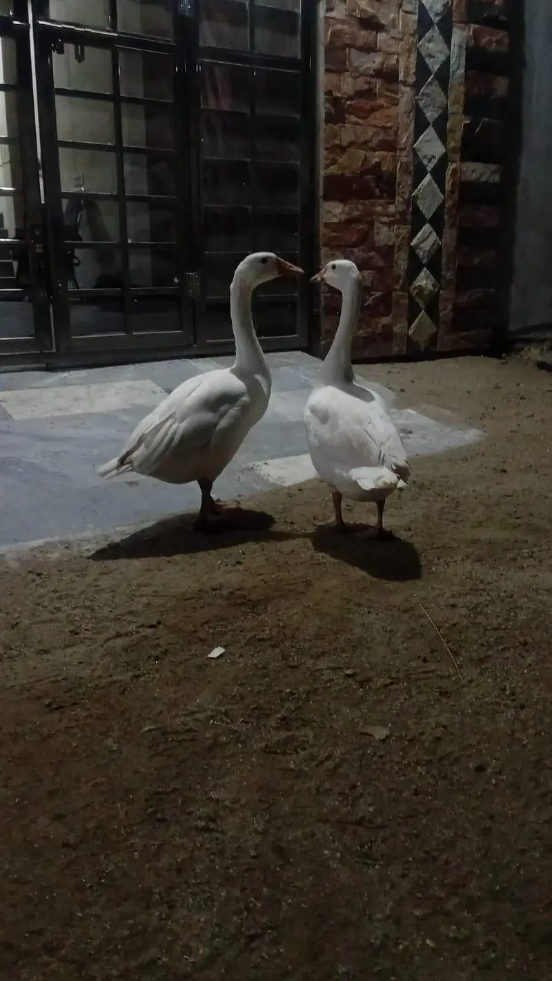 duck for sale — photo 5
