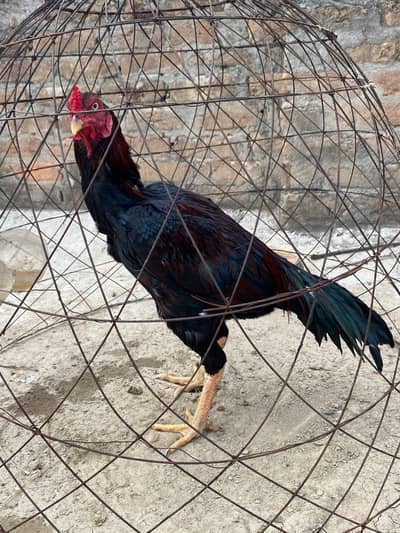 High quality bird available