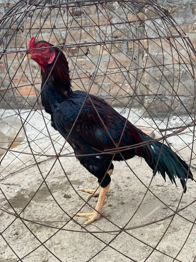 High quality bird available — photo 4