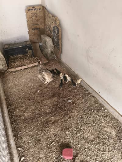 Aseel Murghi with 10 chicks