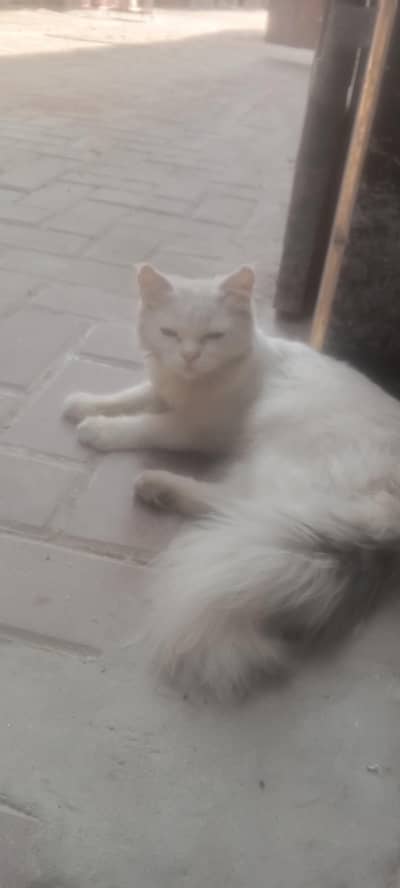 1 cat