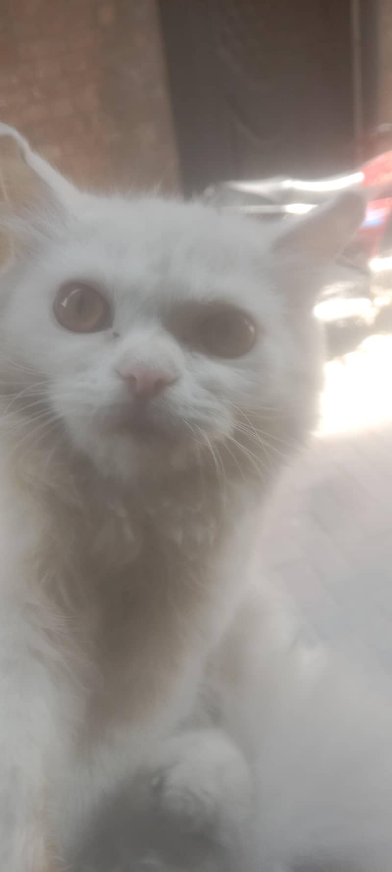 1 cat 1