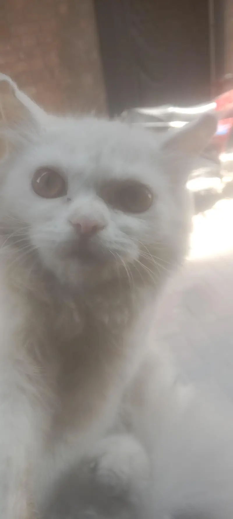 1 cat — photo 2