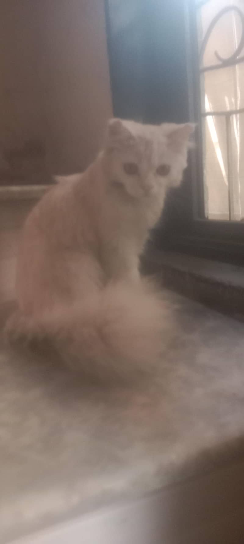 1 cat 2