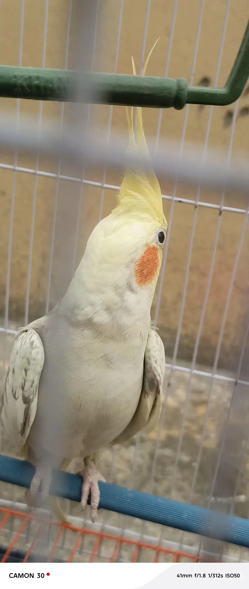 cockatiel pair for sale — photo 2