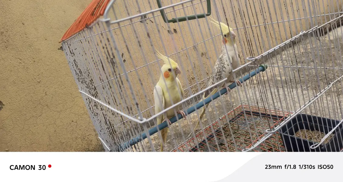 cockatiel pair for sale — photo 3