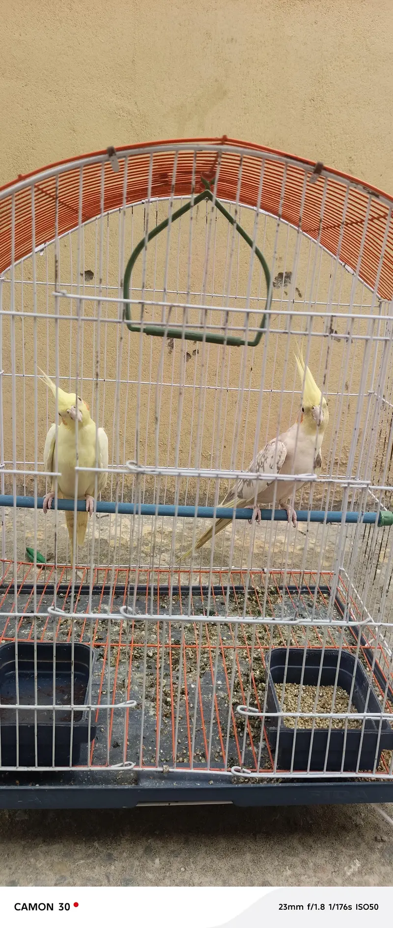 cockatiel pair for sale — photo 4