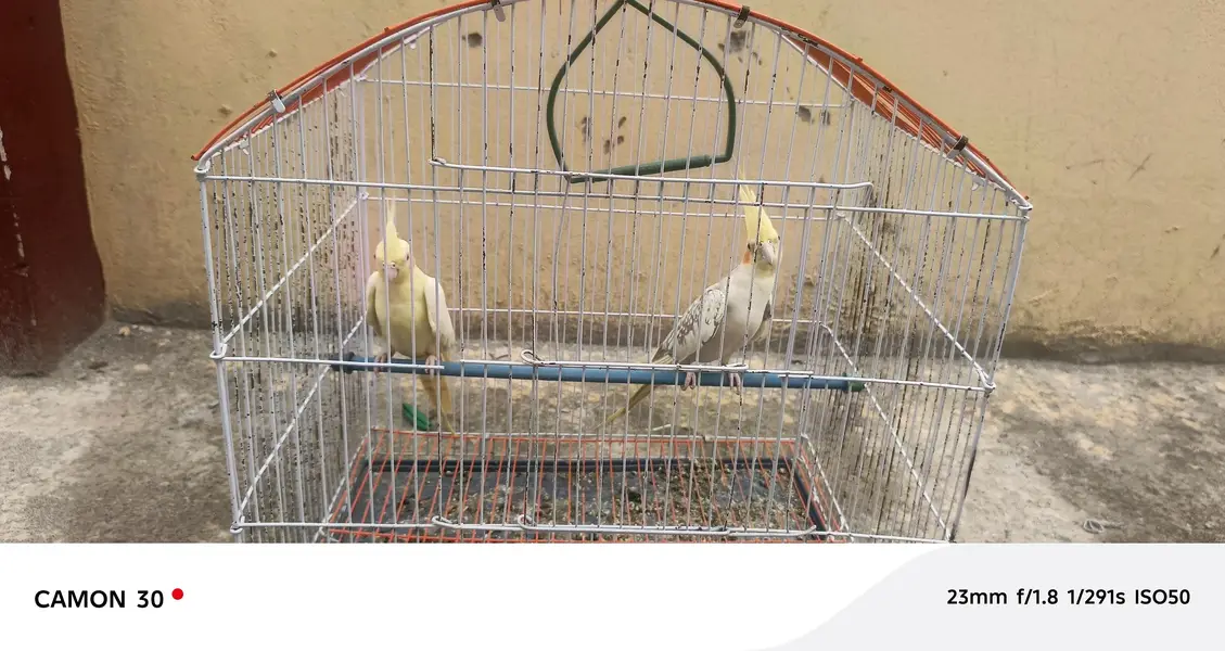 cockatiel pair for sale — photo 5