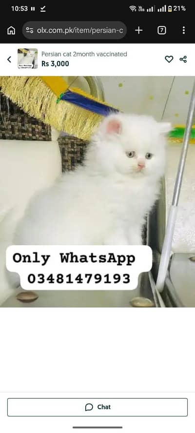 Persian cat 2month vaccinated
