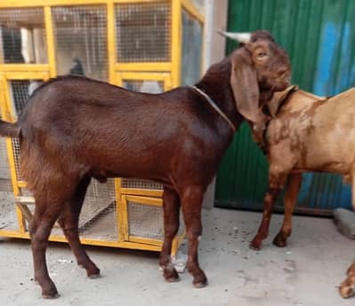 Bakra