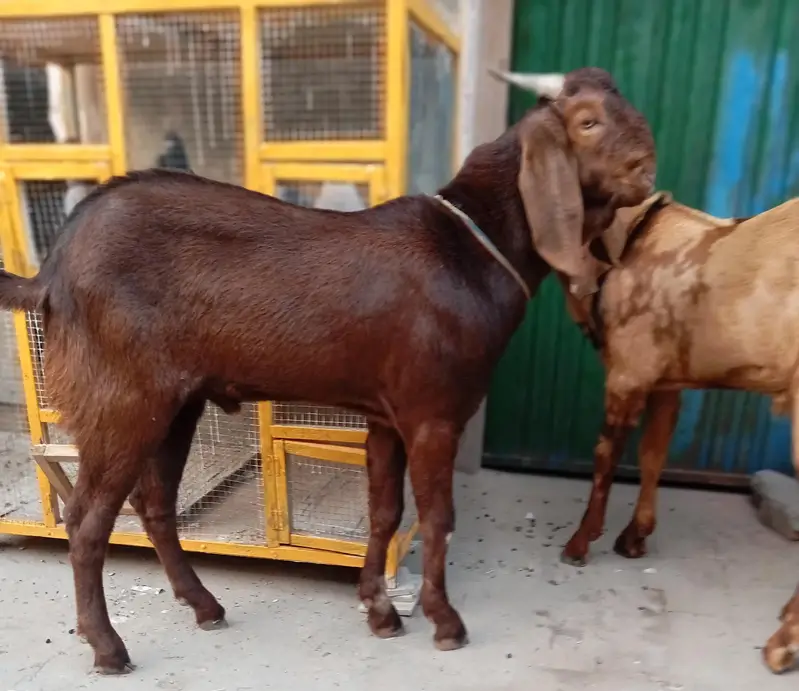 Bakra