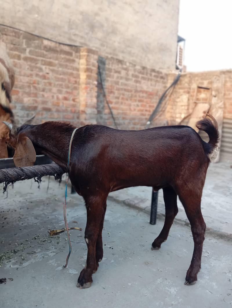 Bakra 1
