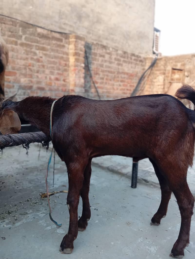 Bakra 2