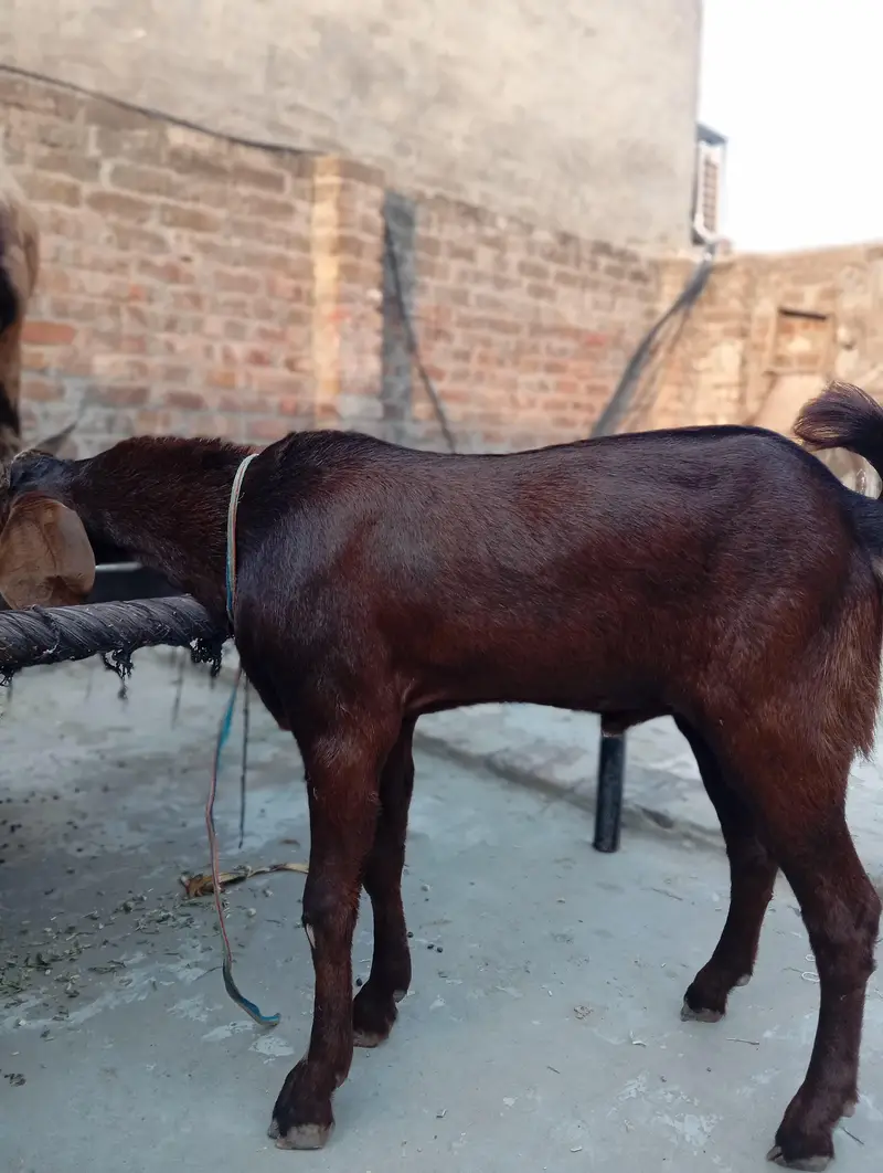 Bakra — photo 3