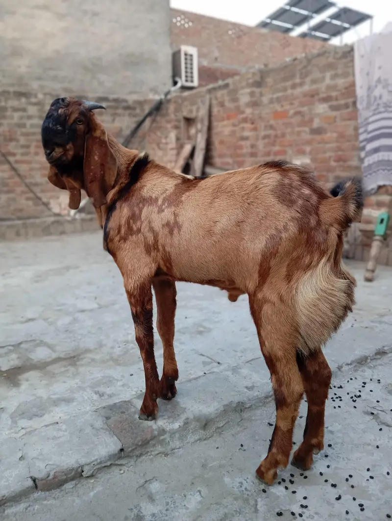 Bakra — photo 4