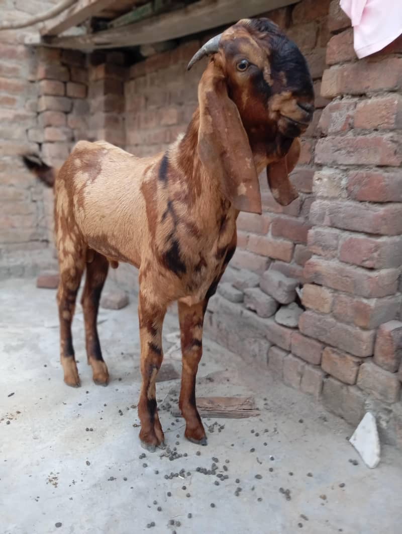 Bakra 4