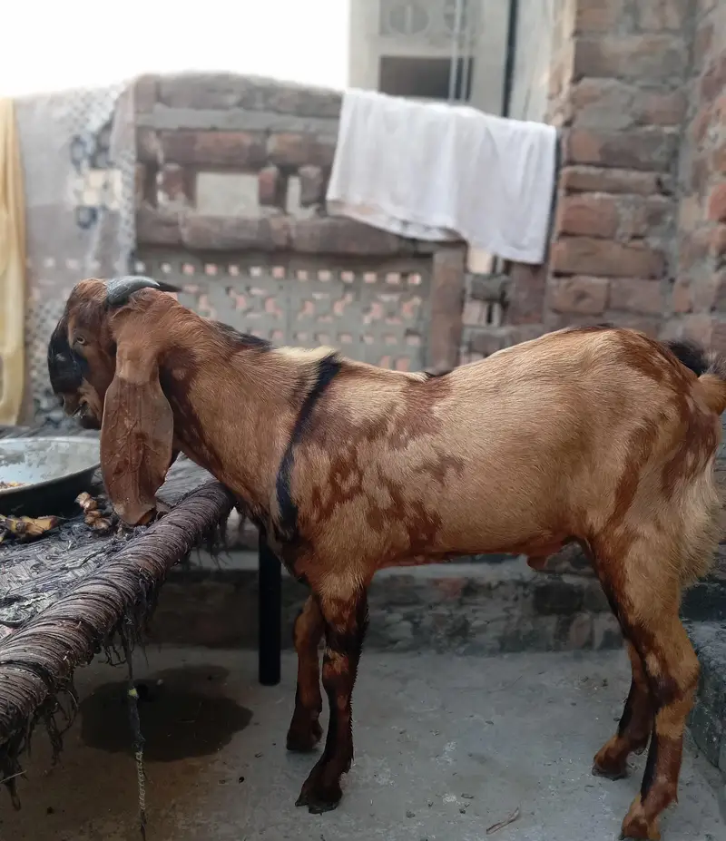 Bakra — photo 6