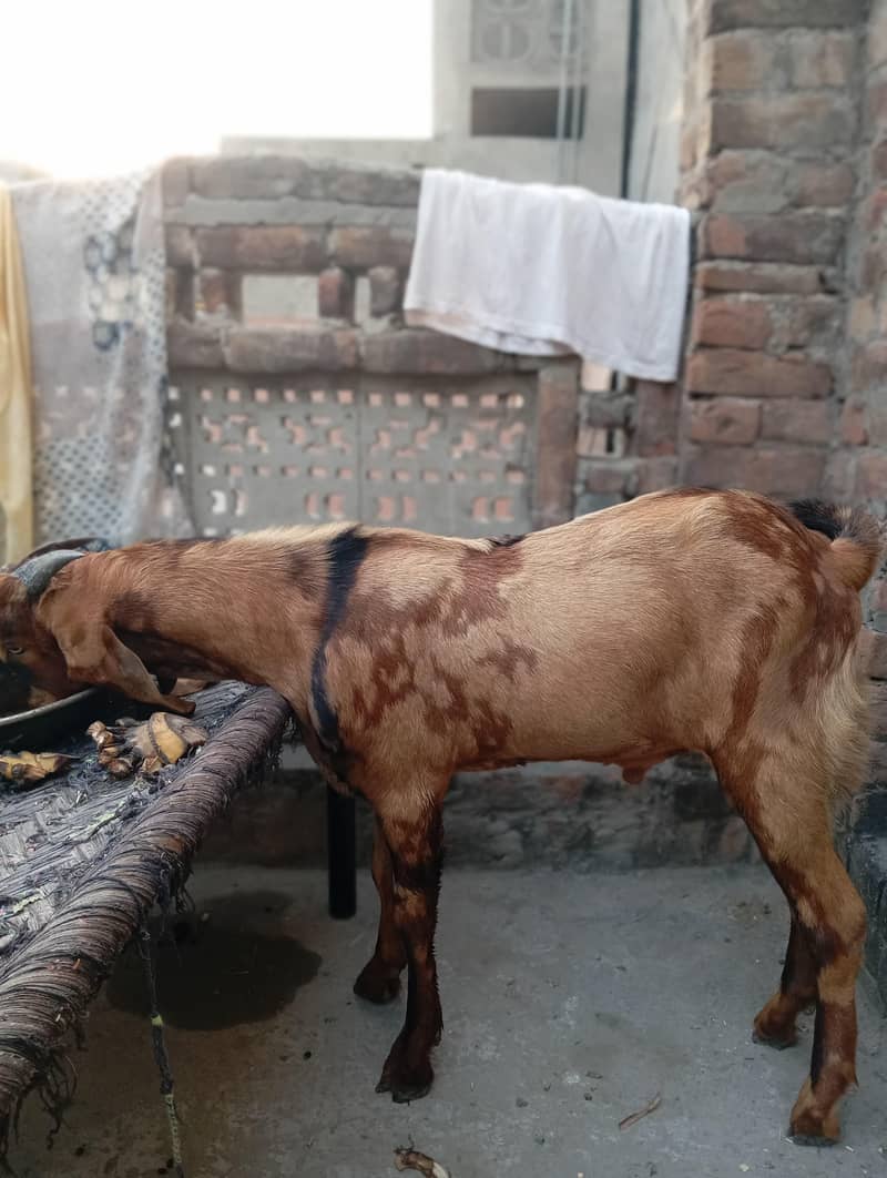 Bakra 6