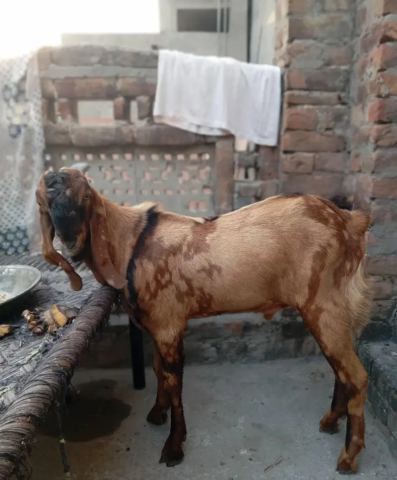 Bakra — photo 8