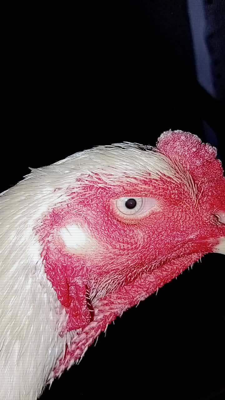 white shamo 1
