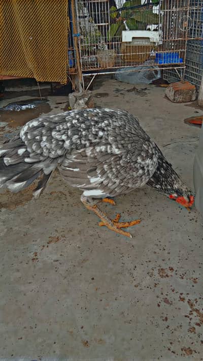 3 Aseel High Quality females for sale