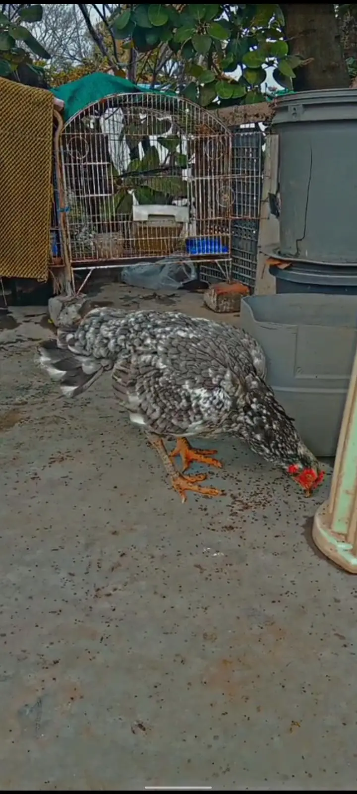 3 Aseel High Quality females for sale — photo 2