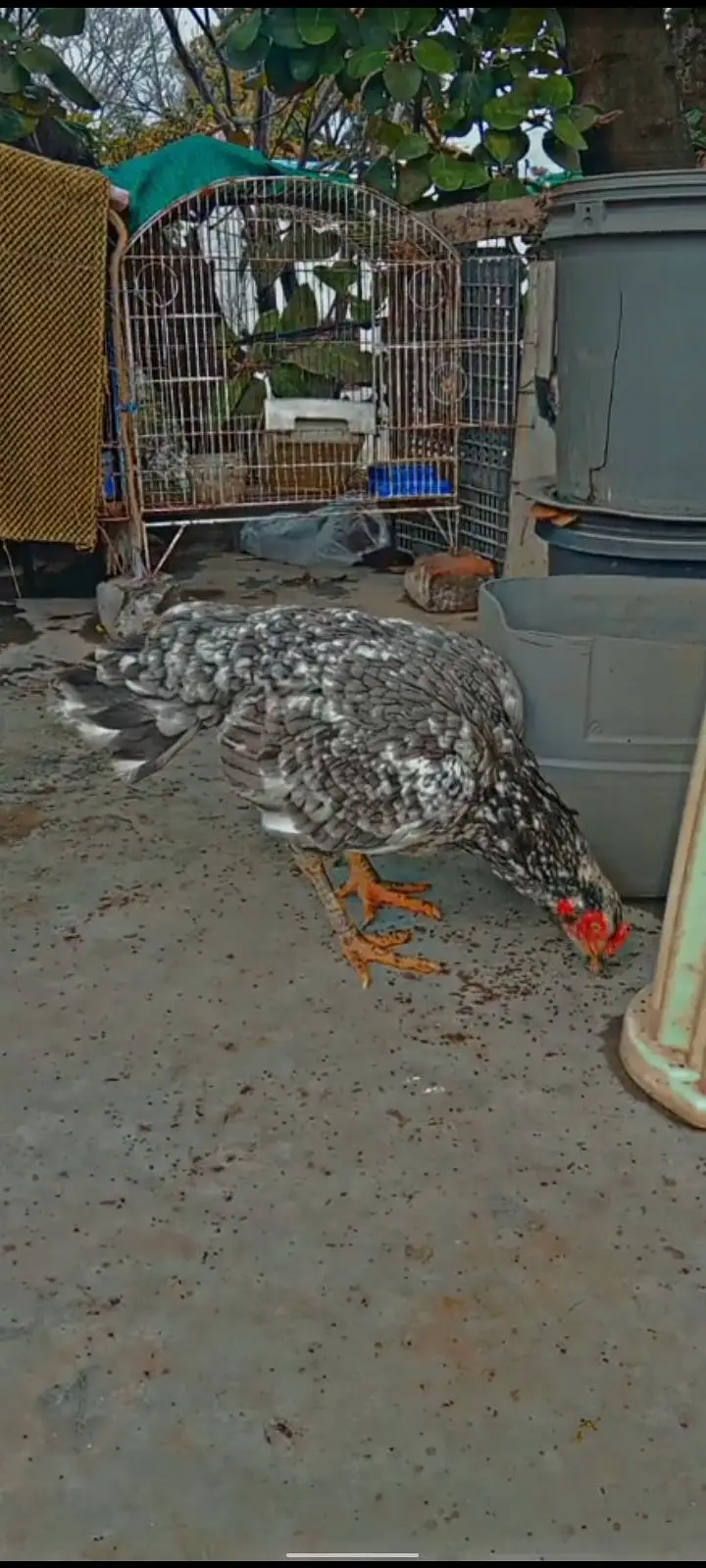 3 Aseel High Quality females for sale — photo 3
