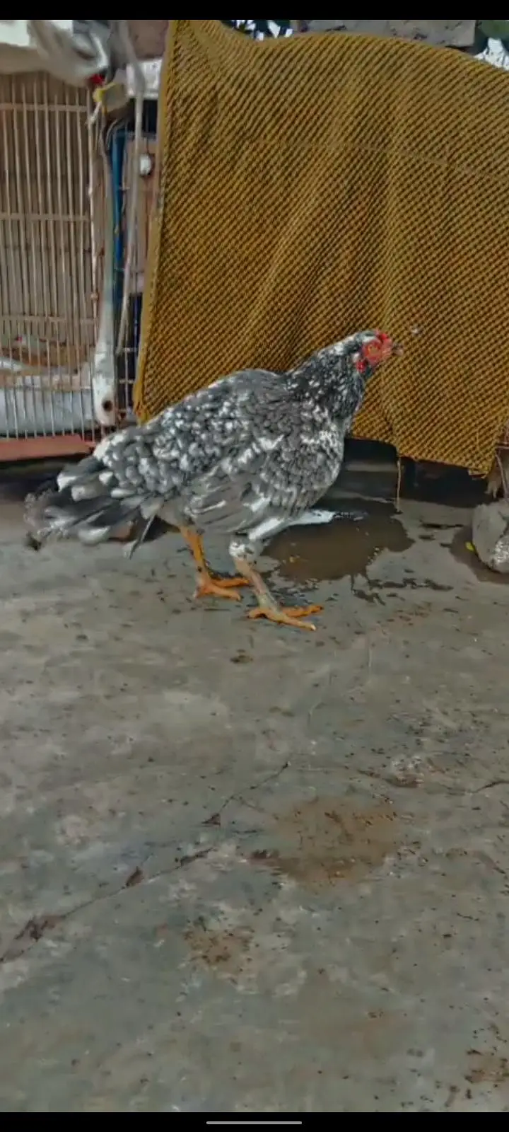 3 Aseel High Quality females for sale — photo 4