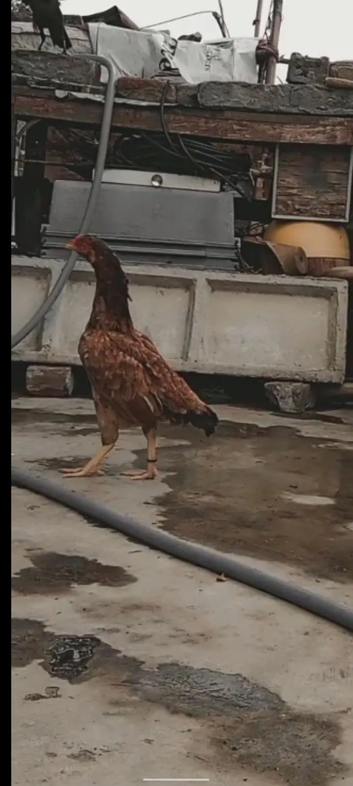 3 Aseel High Quality females for sale — photo 5