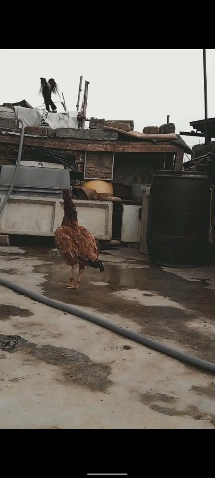 3 Aseel High Quality females for sale — photo 6