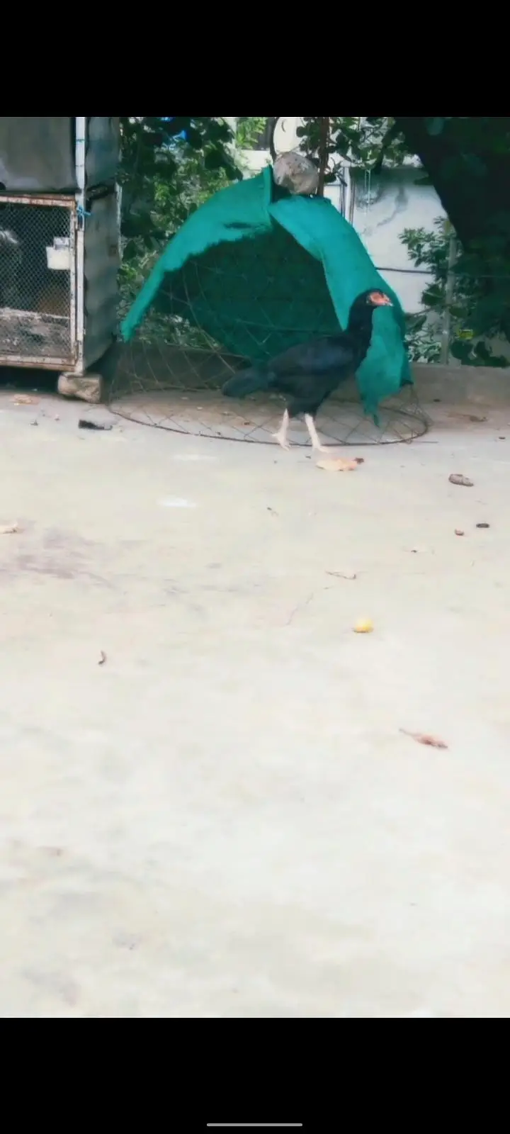 3 Aseel High Quality females for sale — photo 10