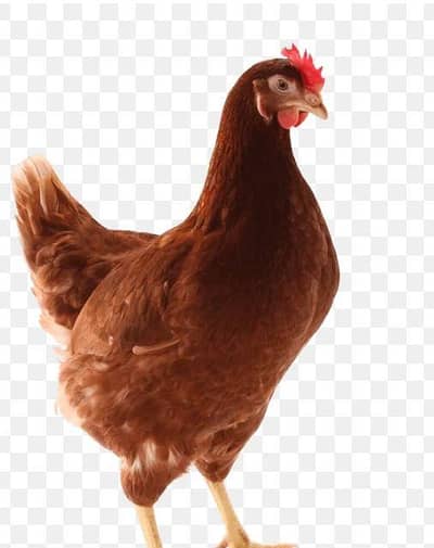 Lohman brown hen