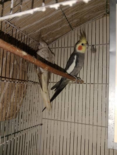 pair for sale urgent