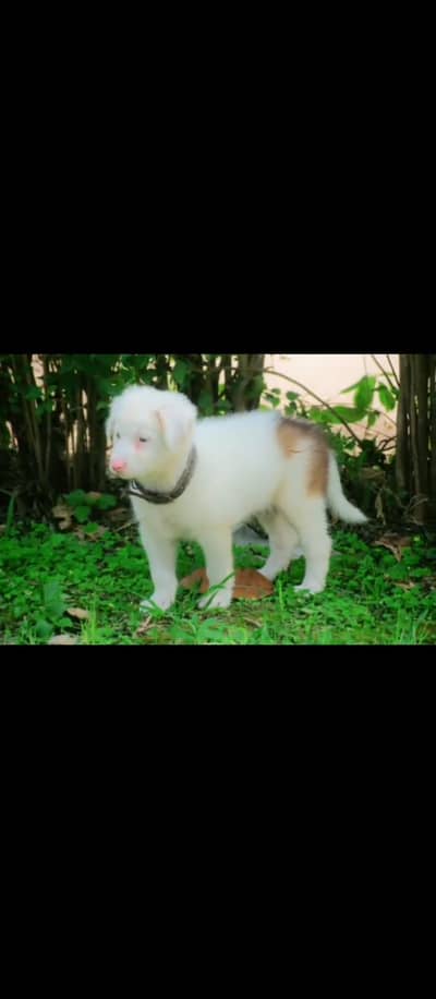 want to sell dog