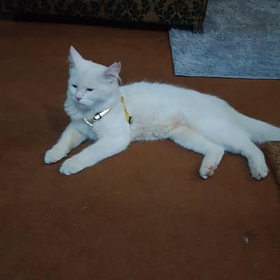 percian cat for sale