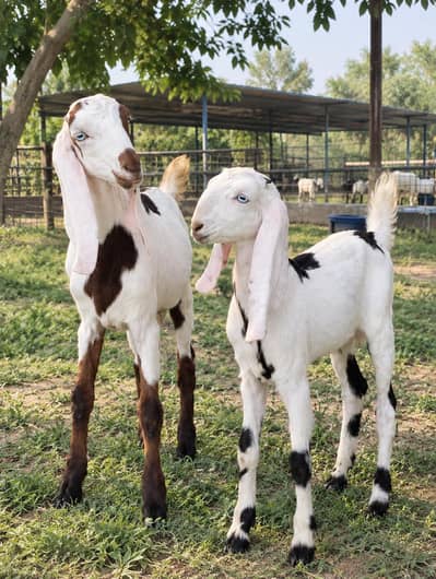 beetal Jori For Sale - 1 Male 1 Female - 2.5 Months - 03228405994