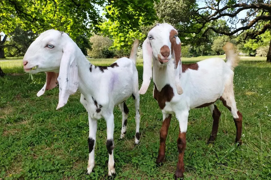 betal Jori For Sale - 1 Male 1 Female - 2.5 Months - 03228405994 — photo 2