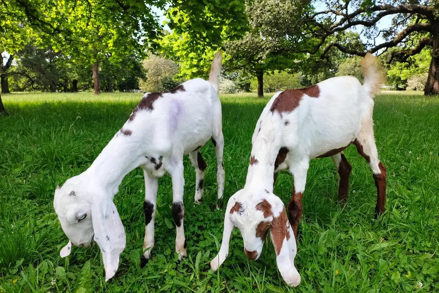 betal Jori For Sale - 1 Male 1 Female - 2.5 Months - 03228405994 — photo 3