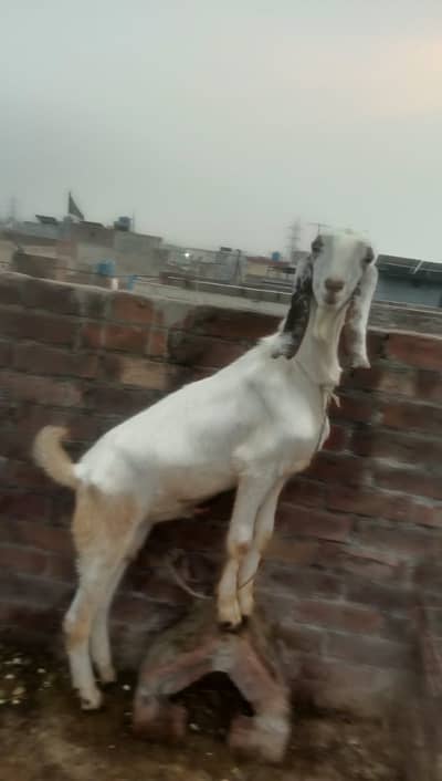 3 Male Goats (Nar Bakry) - Urgent Sale in Lahore