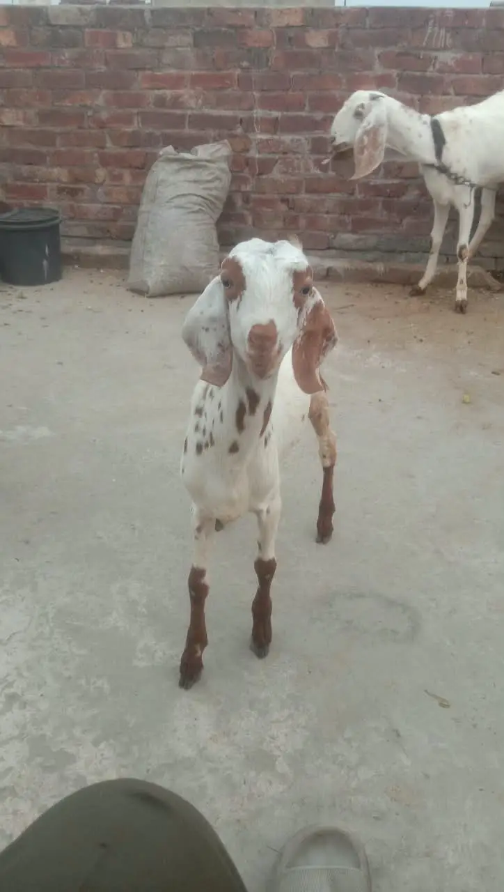3 Male Goats (Nar Bakry) - Urgent Sale in Lahore — photo 2