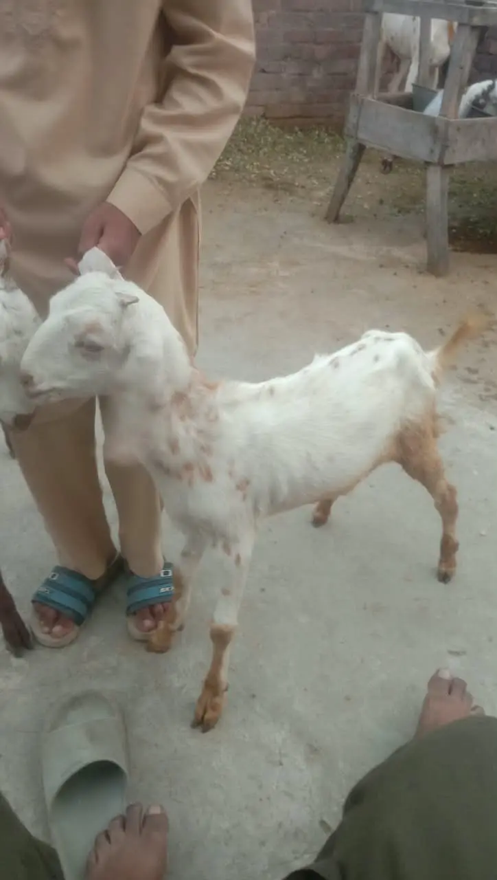 3 Male Goats (Nar Bakry) - Urgent Sale in Lahore — photo 3