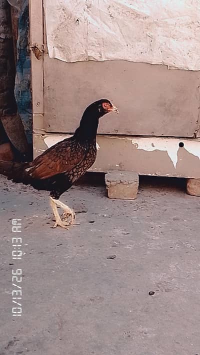 aseel murgi 2 ha